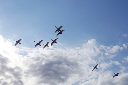 白鳥の飛翔