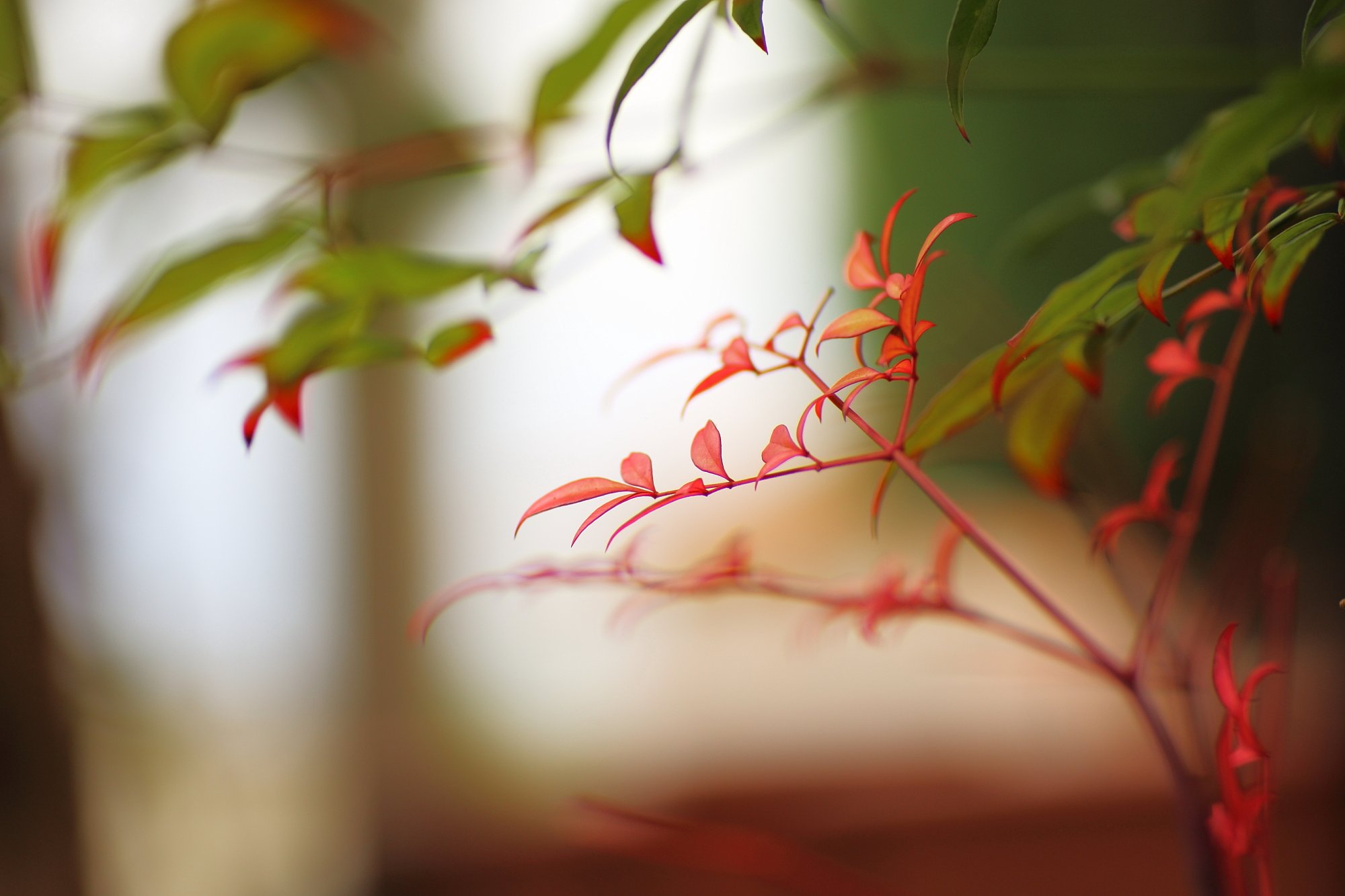 【秋】小さな秋