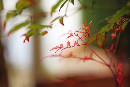【秋】小さな秋