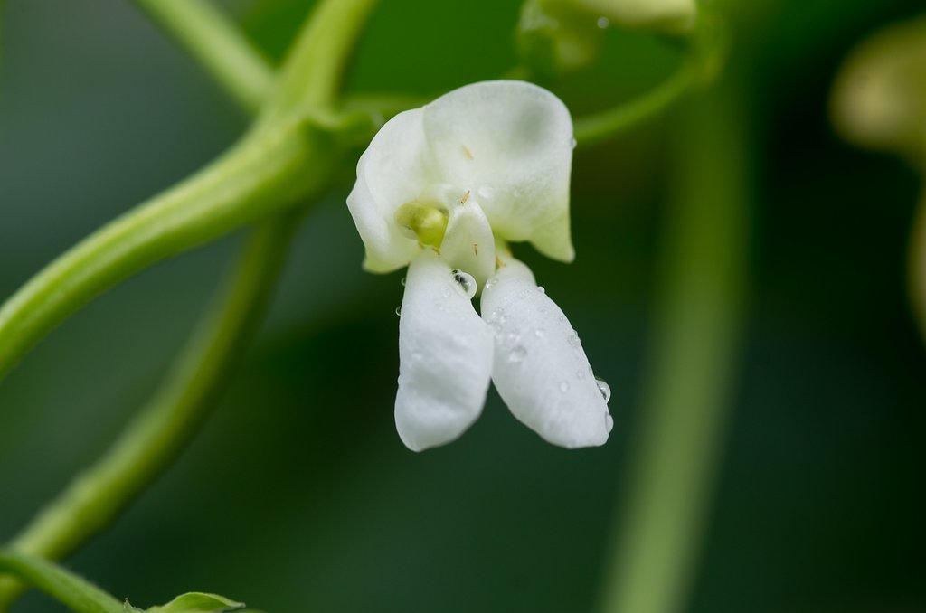 蔓インゲンの花。