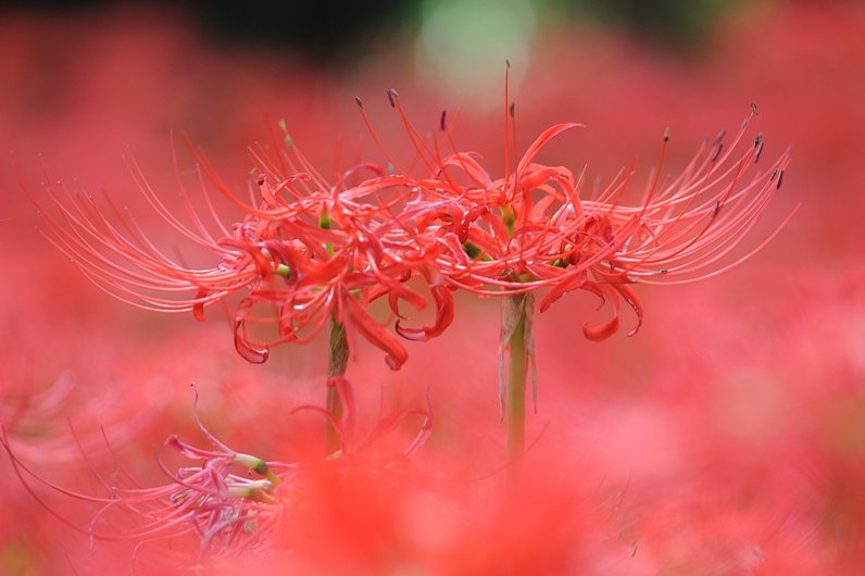 彼岸花2