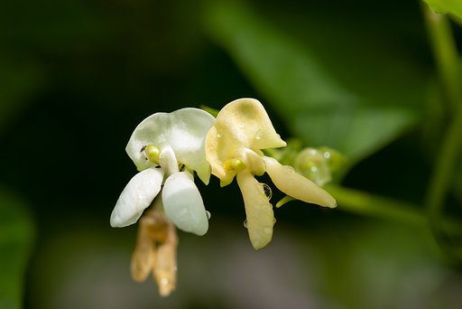 蔓インゲンの花。