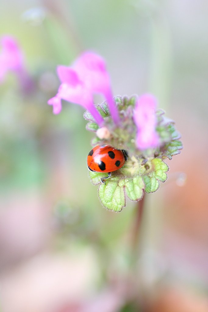 春待ち花虫