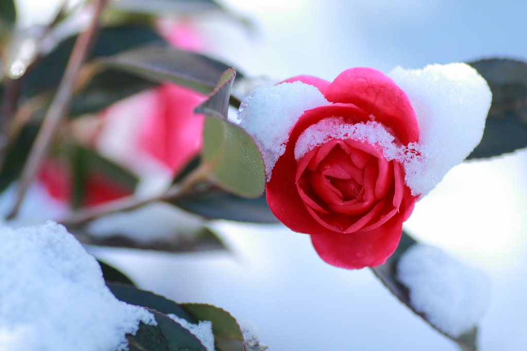 雪を纏う