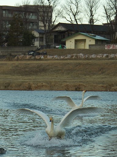 着水