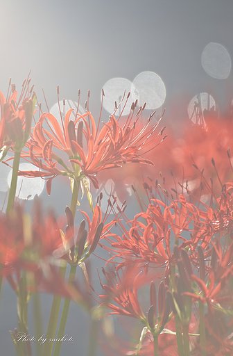 morning light