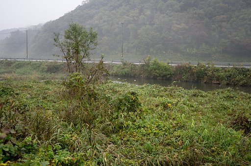 雨の日の蒲生川。