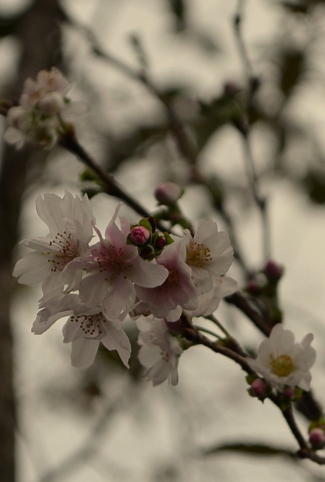 １１月桜
