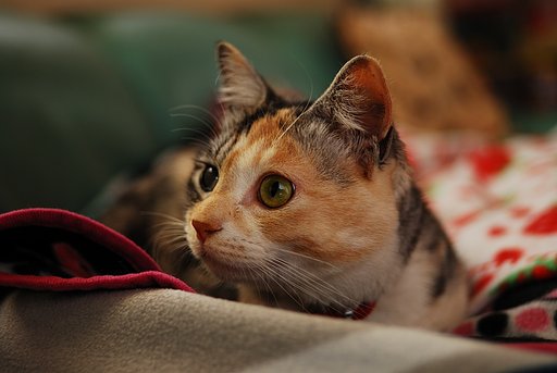 テツコ♀