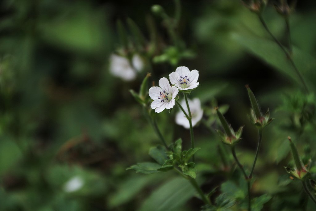 超高倍率ズームレンズでの花撮り