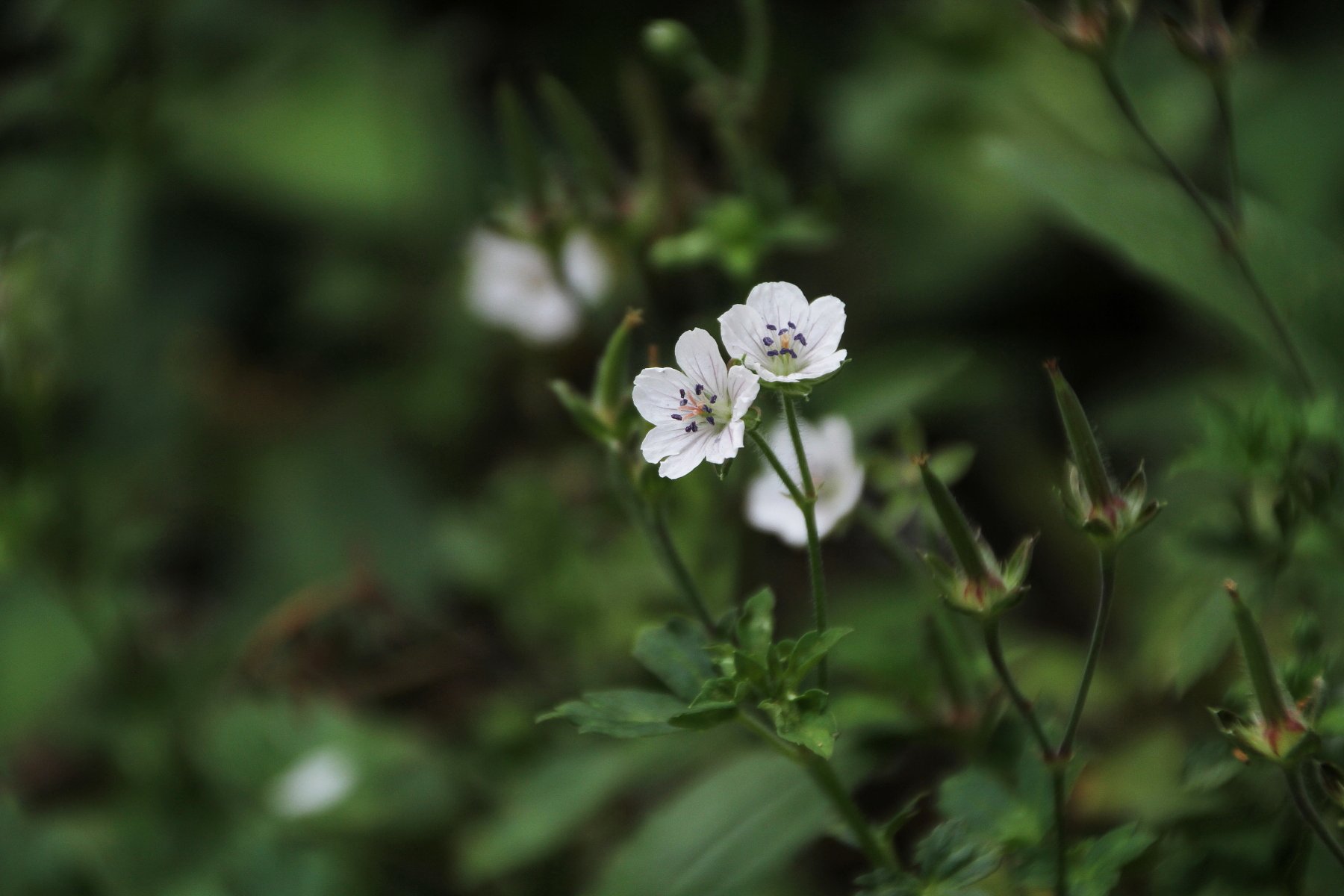 超高倍率ズームレンズでの花撮り