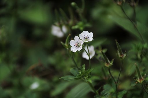 超高倍率ズームレンズでの花撮り