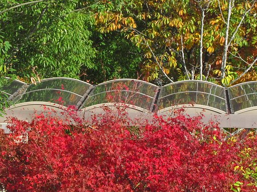 街中も紅葉