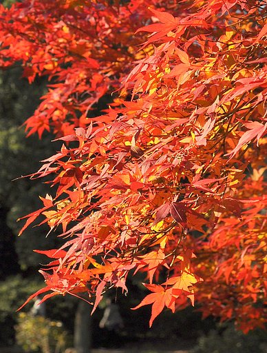 紅葉