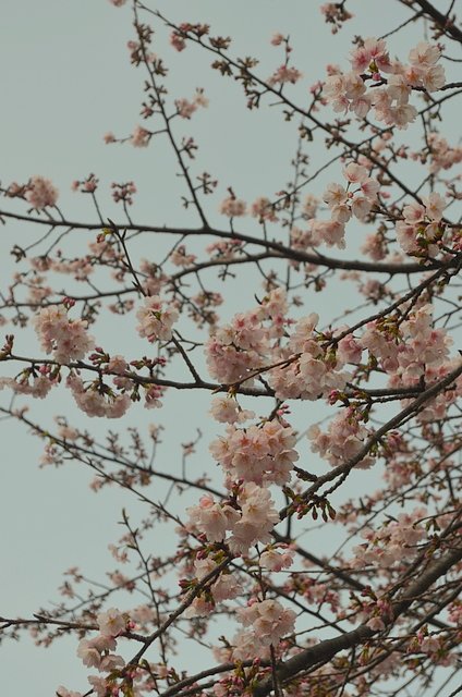 上野公園の桜
