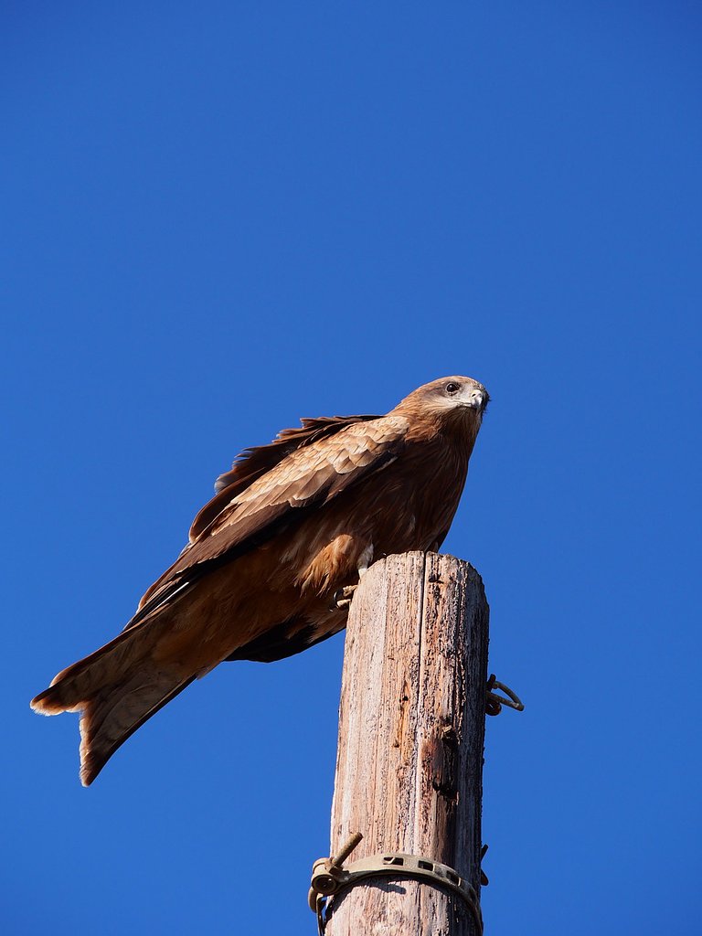 鳶