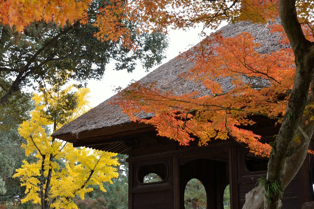 紅葉