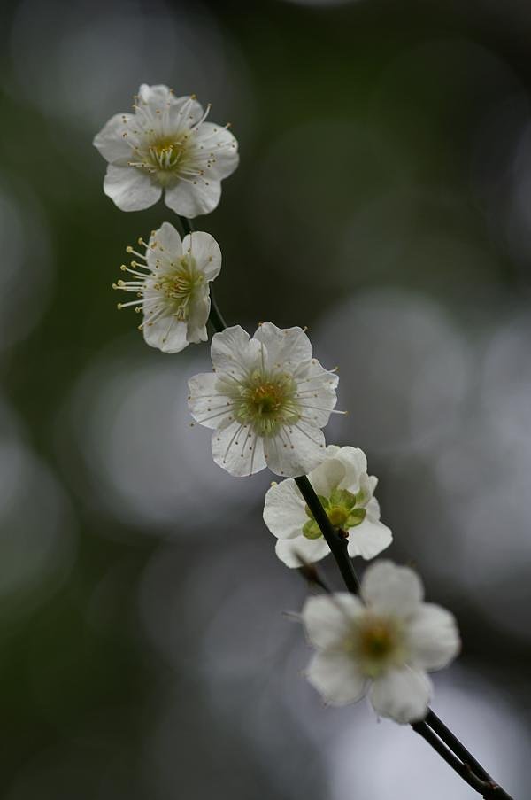 梅