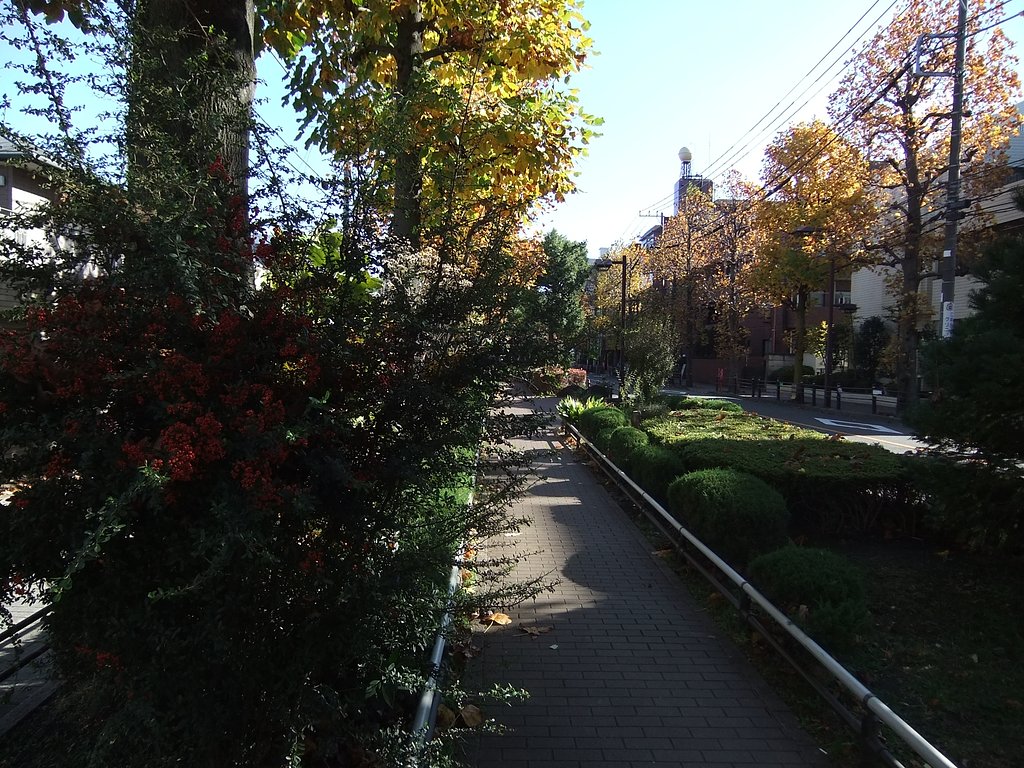 いつもの散歩道・・・