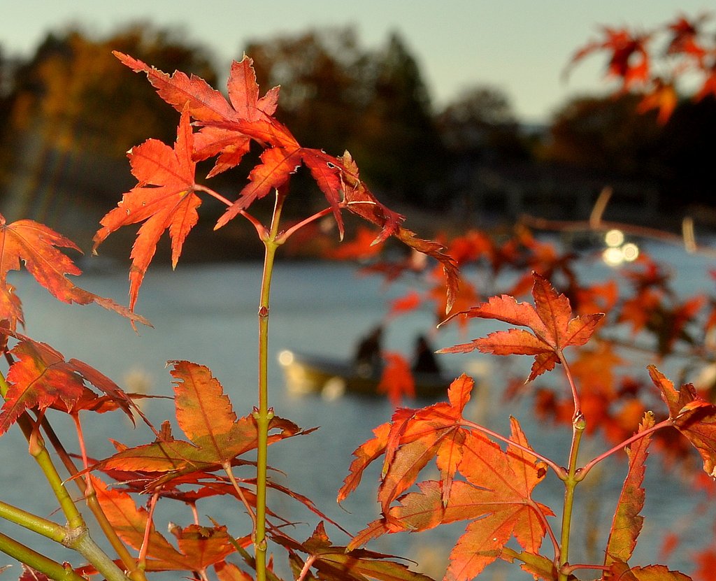 紅葉