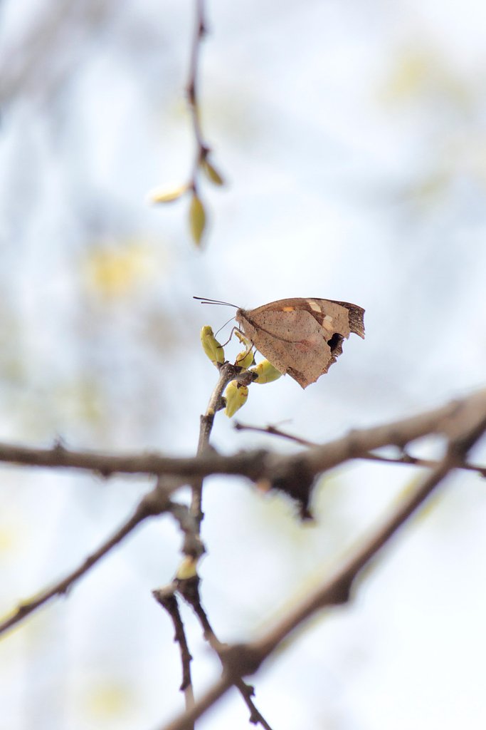 新芽の汁は蜜の味？！