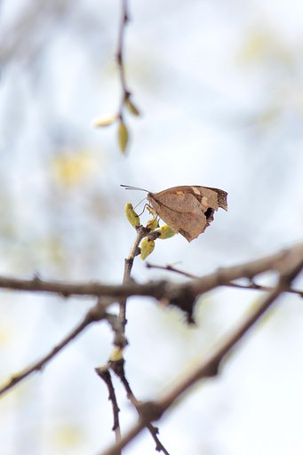 新芽の汁は蜜の味？！