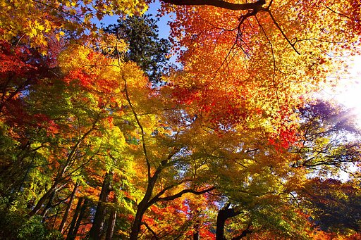 【街角（外れ）スナップ】燃える紅葉