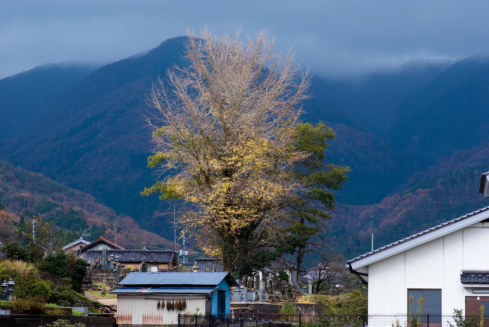 ホボ坊主に。