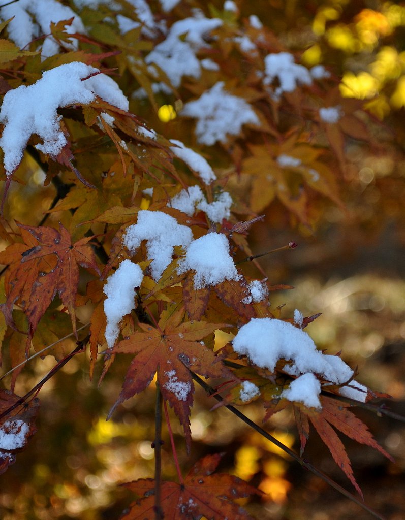 初雪と紅葉