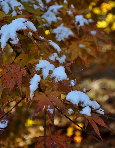 初雪と紅葉