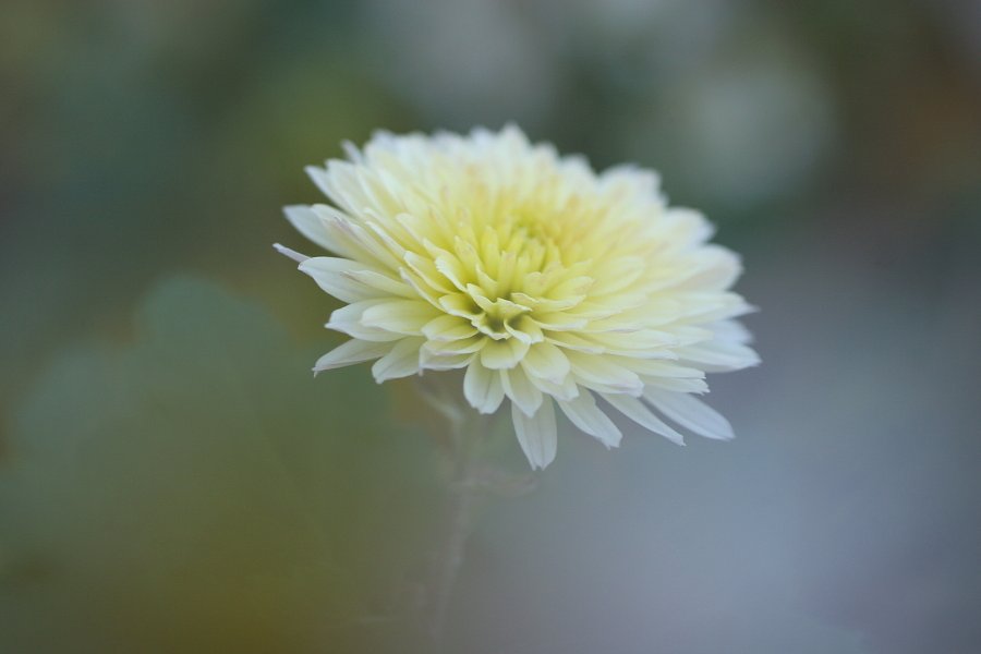 白菊