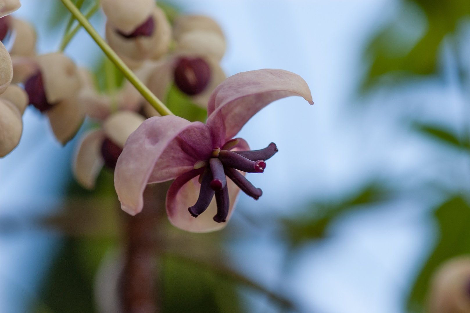 アケビの雌花。