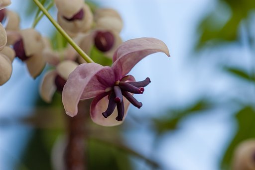 アケビの雌花。