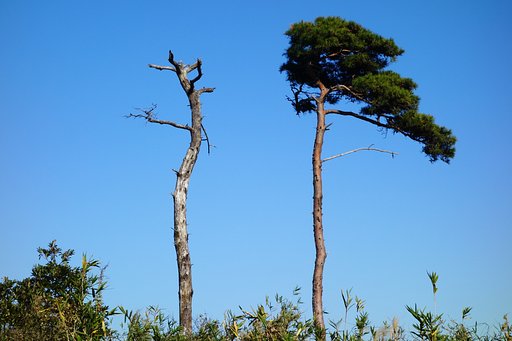 老い松と枯れ松
