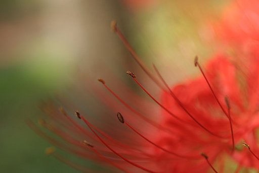 赤彼岸花　