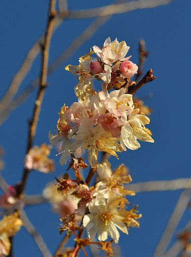 １２月１７日の桜