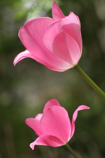 親子咲き・・・