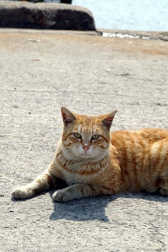 岸壁の猫