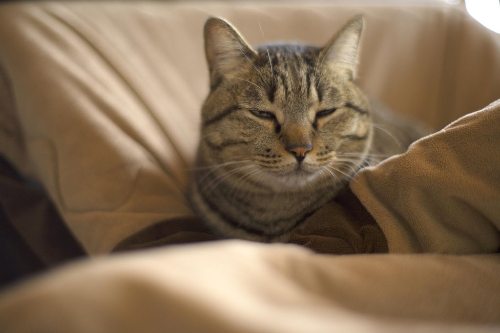 猫好きの方々へ