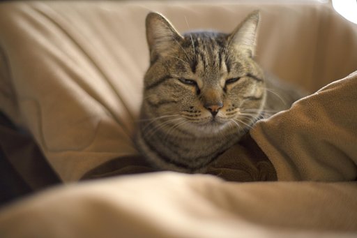 猫好きの方々へ