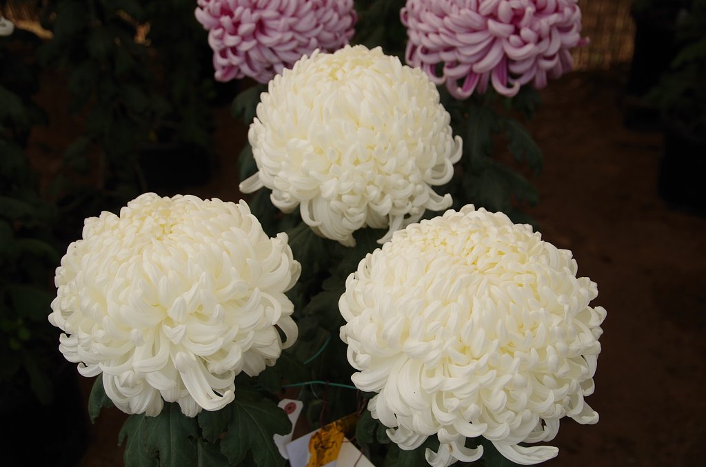 白菊
