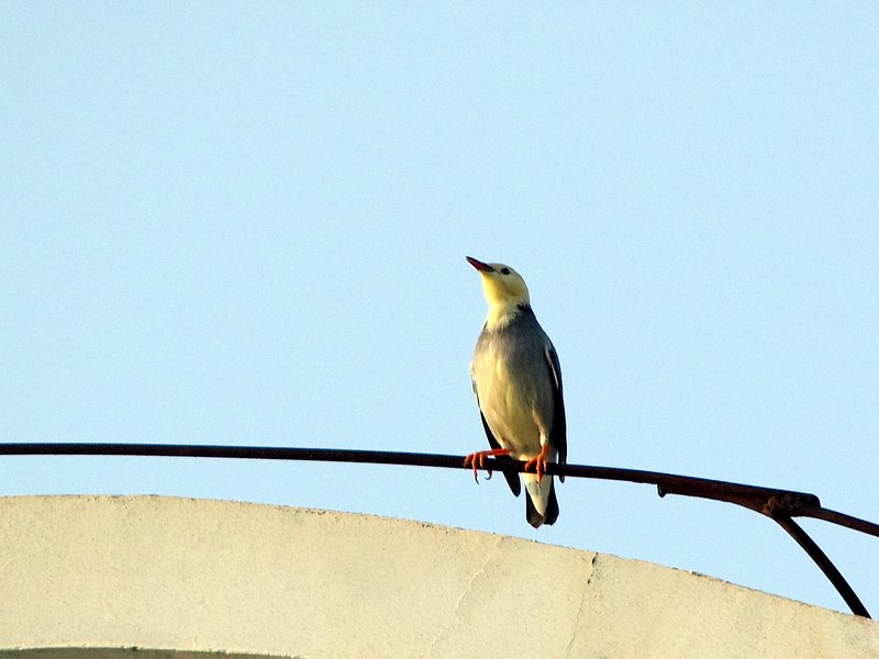 中国の野鳥　ギンムクドリ