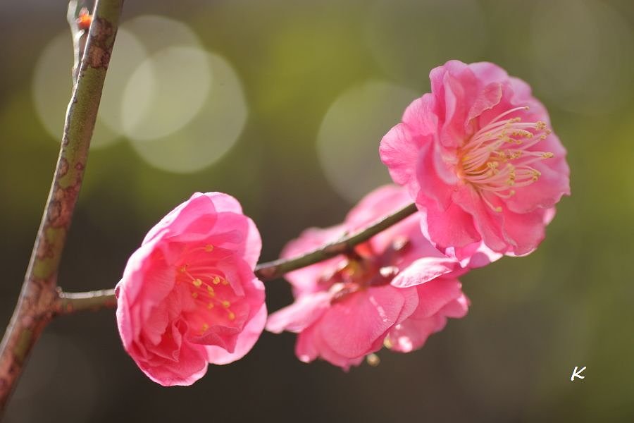 早春