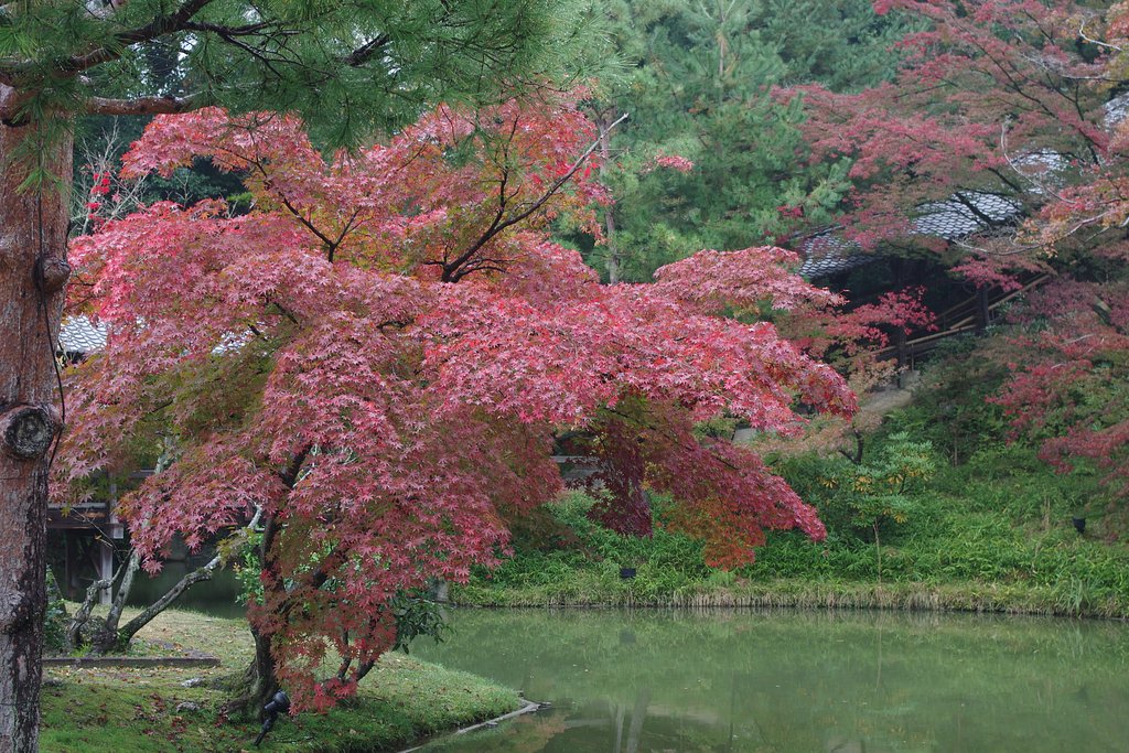 紅葉　京都