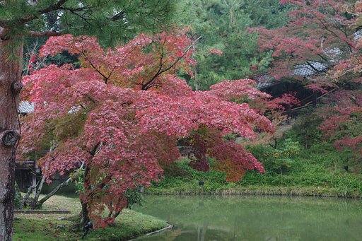 紅葉　京都