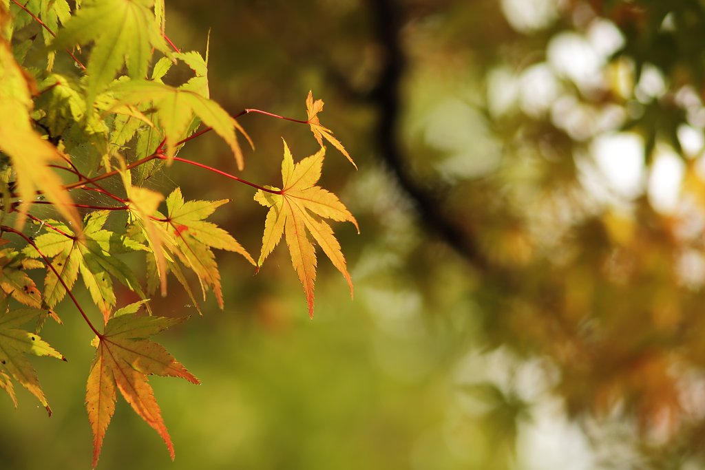 淡き紅葉