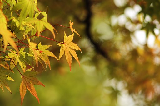 淡き紅葉