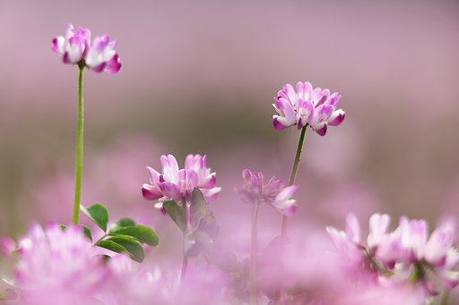 賑やかなレンゲ花