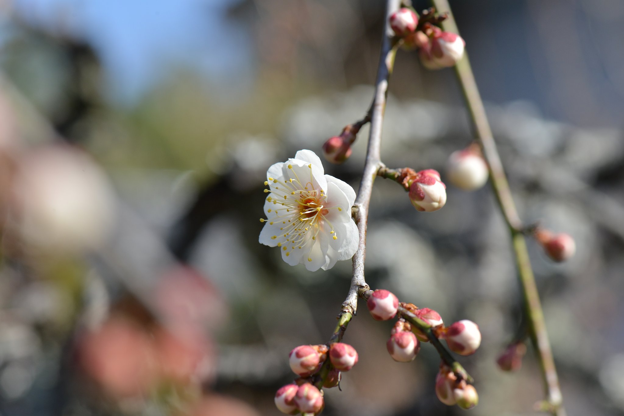 梅　開花