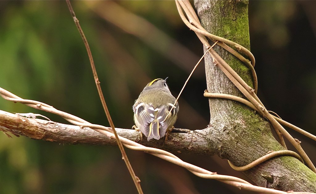 キクイタダキ